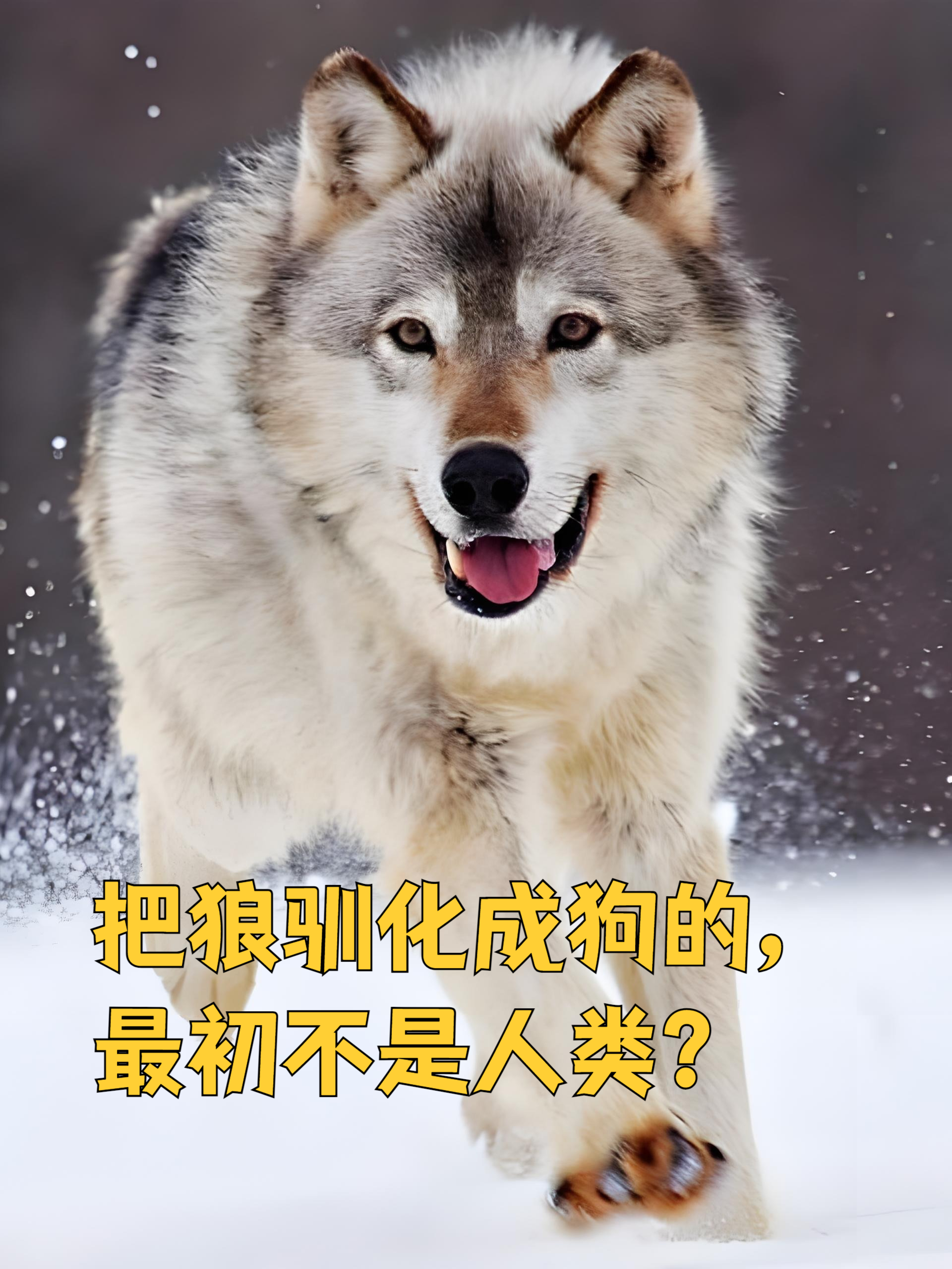 驯狼(驯狼bytigris笔趣阁免费阅读)